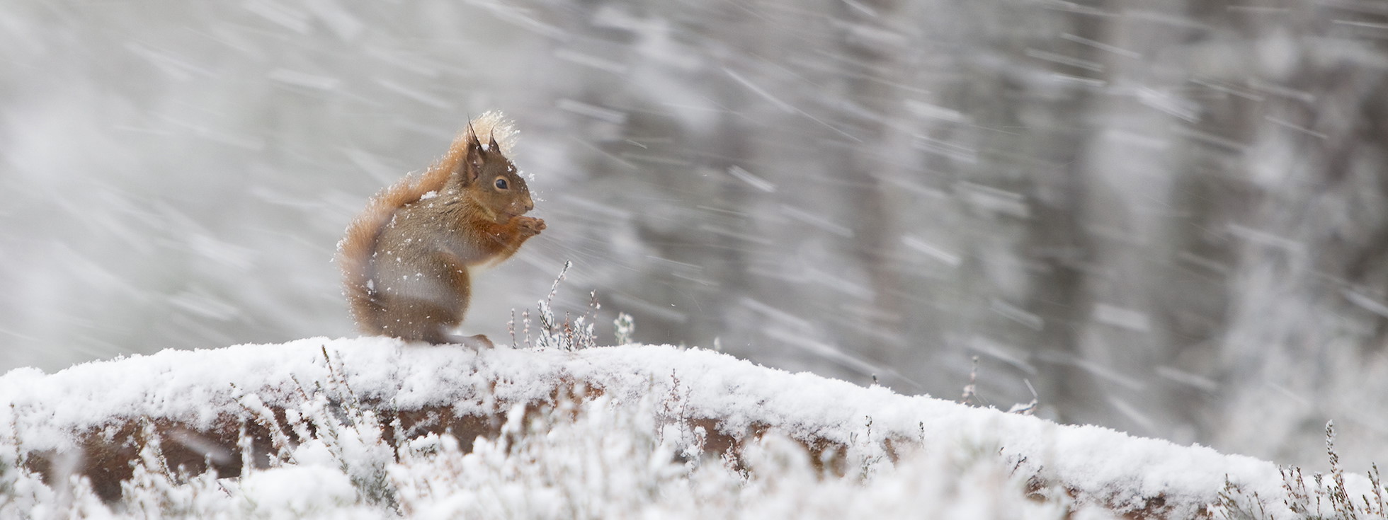 Red squirrel (Sciurus vulgaris) in pine forest, Glenfeshie, Scotland.